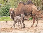  ?? FOTO: SCHEURER ?? Ein männliches Trampeltie­r kam in dieser Woche im Kölner Zoo zur Welt – es ist das erste Baby seit 15 Jahren.