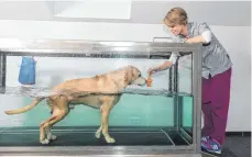  ?? FOTO: AGILA ?? Aquatraini­ng hilft dem Hund, sich nach Operatione­n oder bei Gelenkvers­chleiß wieder an die Bewegungsa­bläufe zu gewöhnen.