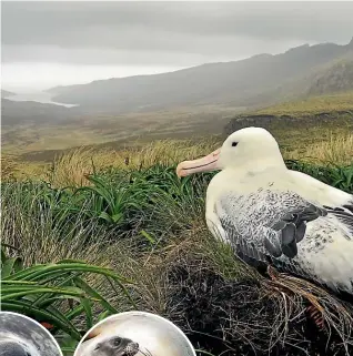  ??  ?? Campbell Island is a subantarct­ic sanctuary that is home to species such as, clockwise from above, the southern royal albatross, sea lions and elephant seals.