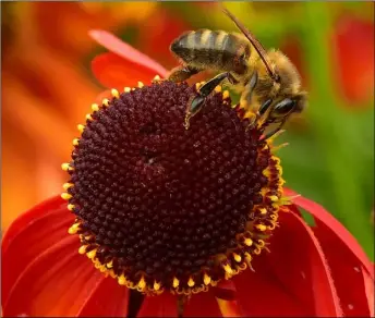  ??  ?? This close up of a bee busy at work was captured by