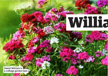  ?? ?? Sweet William is a cottage garden fave