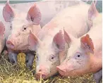  ??  ?? Antibiotic use on pigs has fallen.