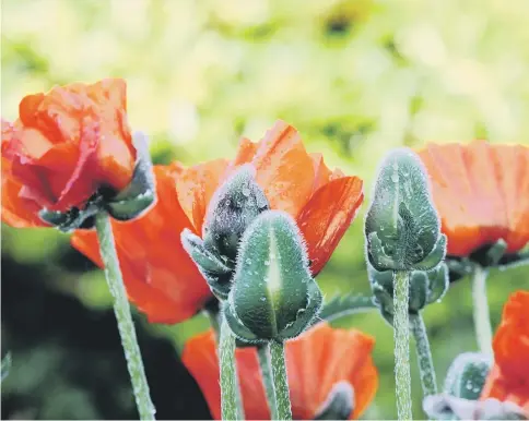 ??  ?? RED HOT: Ornamental poppies – wonderfull­y over-the-top stars of the early herbaceous border.