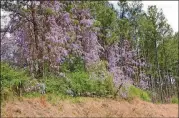  ?? WALTER REEVES ?? The pretty flowers of wisteria belie its aggressive nature.