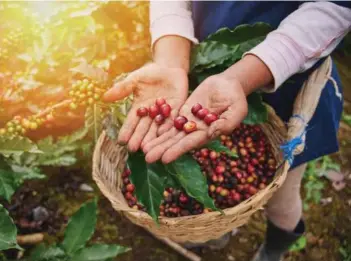  ?? ?? De bedste nicaraguan­ske producente­r håndplukke­r kaffebønne­rne. Foto: Getty Images