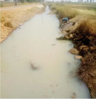  ?? Photo: Ibrahim Musa Giginyu ?? One of the water supply canals geting dry at the Kadawa irrigation site