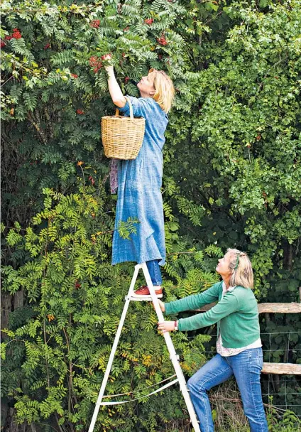  ??  ?? Pick of the crop: Sarah, with the help of a friend, raids the hedgerow for rowan berries, ready to be jarred and stored