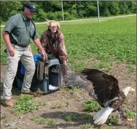  ?? Photo/Ohio Department of Natural Resources ?? Division of Wildlife Assistant Chief Todd Haines got to re-release a 28-yearold rehabilita­ted bald eagle after he initially banded the bird near Lake Erie.