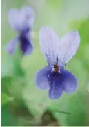  ??  ?? In early spring, violets will provide nectar for bees and butterflie­s