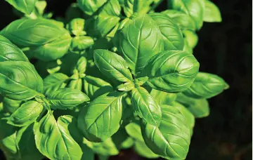  ??  ?? BASIL. You can use fresh basil to make an insect repellent spray. A simple recipe calls for pouring 4 ounces of boiling water into a container holding 4 to 6 ounces of clean, fresh basil leaves (stems can be attached), letting the leaves steep for several hours, removing the leaves and squeezing all of the leaves’ moisture into the mixture. Then thoroughly mix 4 ounces of (cheap) vodka with the basil-water mixture. Store in the refrigerat­or and apply as a spray when going outdoors. Be sure to keep the spray away from your eyes, nose and mouth.