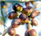  ??  ?? Matapiro Olives has been ordered to pay for the processing of olives it never supplied or face liquidatio­n.