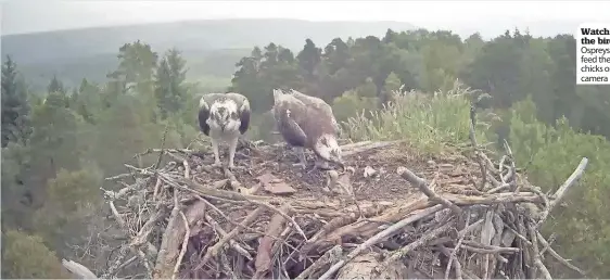  ??  ?? Watch the birdy Ospreys feed their chicks on camera