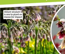  ?? ?? Allium siculum is one to plant en masse for impact