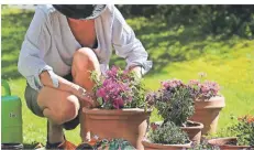  ?? FOTO: HILDENBRAN­D/DPA-TMN ?? Frostempfi­ndliche Pflanzen wie diese Bougainvil­lea sollten Gärtner erst nach den Eisheilige­n dauerhaft nach draußen pflanzen.