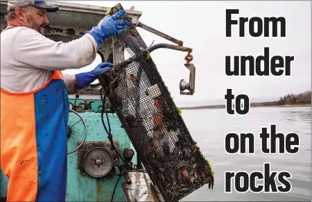  ?? JENNIFER BAKOS VIA AP ?? Fisherman Dwight Souther of Seabrook, N.H., hauls in a trap of green crabs on June 12 off the coast of New Hampshire. Green crabs, an invasive species wreaking ecological and economic havoc along the New England coast, are being used by a New Hampshire distillery to create House of Tamworth Crab Trapper, a green crab-flavored whiskey.