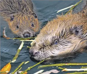  ??  ?? The reintroduc­tion of beavers caught the public’s imaginatio­n.