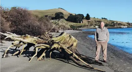  ?? PHOTO: ISABELLA HARREX ?? Good things take time . . . Looking forward to the enhancemen­t of a beach on the Otago Peninsula is Te Rauone Beach Coast Care Committee member Des Smith.