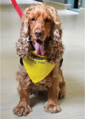  ??  ?? Fudge, a cocker spaniel, has joined the team in Bath as part of the Pets As Therapy (PAT) scheme