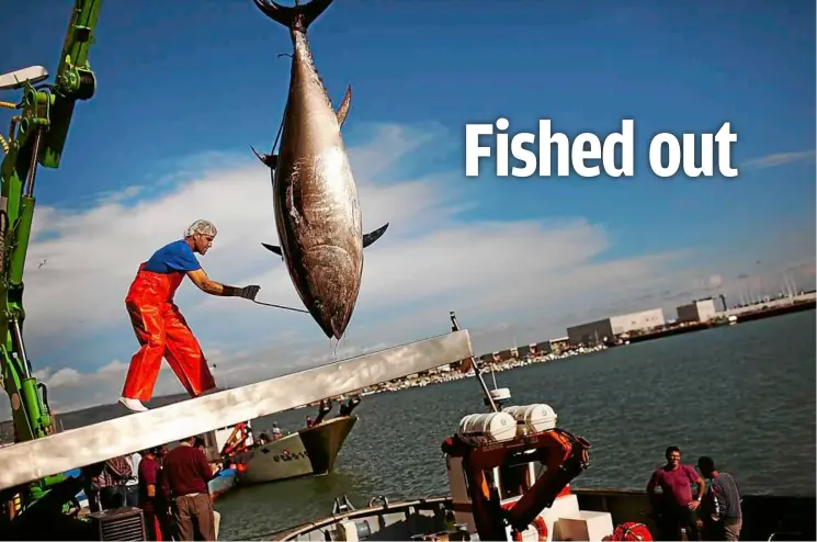  ??  ?? an atlantic bluefin tuna being lifted by a crane during the opening of the season for tuna fishing in the port of barbate, cadiz province, southern Spain.