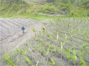  ?? RICKY FLORES AND CARRIE COCHRAN, USA TODAY NETWORK ?? Aurelio Veltran walks through his destroyed plantain fields Monday after Hurricane Maria struck Puerto Rico.