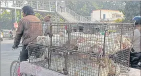  ?? PARWAZ KHAN/HT ?? A man on the way to sell chicken in a market in Patna on Monday.