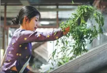  ?? HU CHAO / XINHUA ?? Ye Xiang, a member of the Dai ethnic group, processes raw tea leaves in a factory in Jingmai Mountain, Yunnan province, in September.