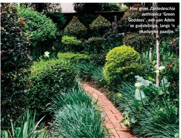  ??  ?? Hier groei Zantedesch­ia aethiopica ‘Green Goddess’, een van Adele se gunsteling­e, langs ’n skaduryke paadjie.