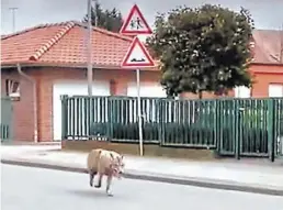  ?? BILD: Screenshot ?? Der Wolf wurde am Sonntag in Lohne (Kreis Vechta) gefilmt. Das Video kursiert in sozialen Netzwerken.