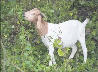  ?? PETE BANNAN - MEDIANEWS GROUP ?? A goat eats invasive species at Blackrock Park Monday.