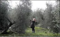  ?? AP/ GREGORIO BORGIA ?? Lucia Iannotta, manager of an olive farm, checks an olive tree in Capocroce, Italy, on Thursday. Prices for Italian olive oil are expected to rise as much as 20 percent this year.