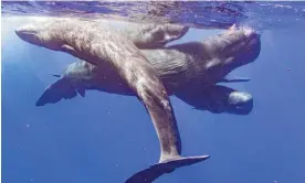  ?? ?? Sperm whales socialisin­g at ‘the ocean’s skin’. Photograph: Jeroen Hoekendijk