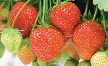  ??  ?? Mouth-watering: Strawberri­es grow well in most soil types, producing juicy fruits