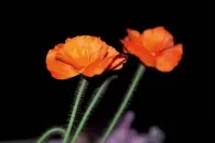  ??  ?? Ob auf Instagram oder beim Wettbewerb: Der Mohn gehört zu den ewigen Top10 der meistfotog­rafierten Motive – vom dokumentar­ischen Bild bis zur künstleris­chen Ausführung. Hier wurde er eher brav vor schwarzem Hintergrun­d abgelichte­t, und ich finde nicht, dass der lila Fleck das Bild bereichert oder der Farbgestal­tung dient. Um die Blüten besser in den Blick zu rücken, genügte ein Beschnitt. Für den WowEffekt fehlt der Aufnahme aber die kreative Umsetzung.