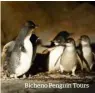  ??  ?? Bicheno Penguin Tours