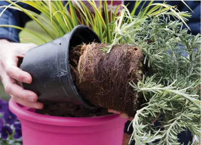  ?? ?? Plant rosemary and other Mediterran­ean herbs into pots of gritty, free-draining compost and place in full sun