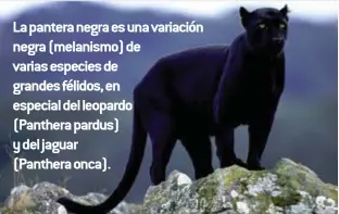  ??  ?? La pantera negra es una variación negra (melanismo) de varias especies de grandes félidos, en especial del leopardo (Panthera pardus) y del jaguar
(Panthera onca).