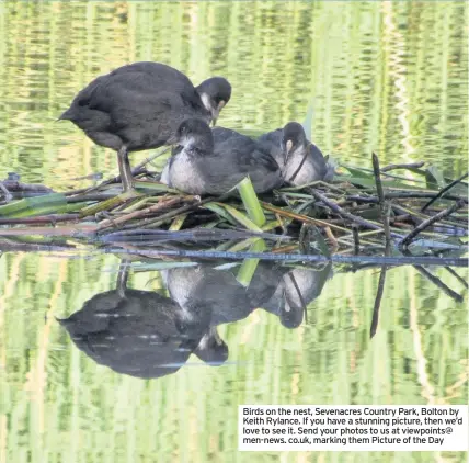  ??  ?? Birds on the nest, Sevenacres Country Park, Bolton by Keith Rylance. If you have a stunning picture, then we’d love to see it. Send your photos to us at viewpoints@ men-news. co.uk, marking them Picture of the Day