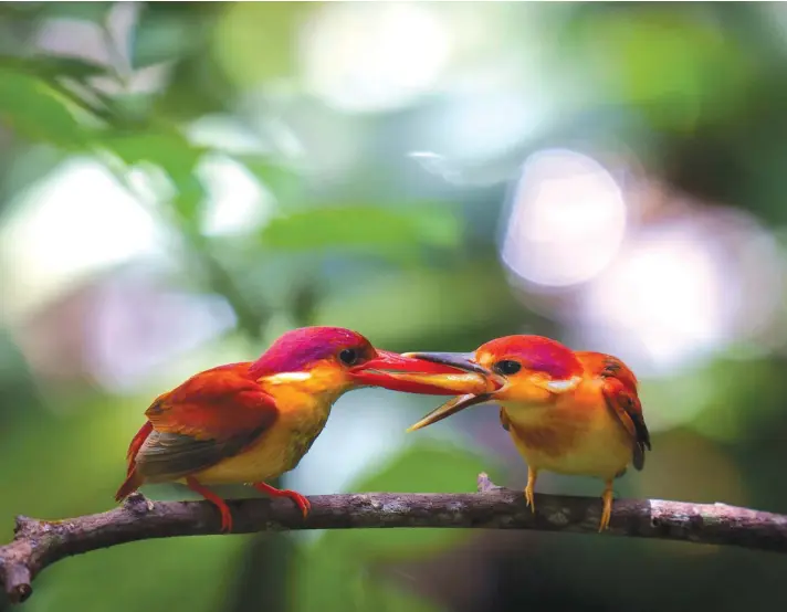  ?? ?? Rufous-backed Dwarf-Kingfisher­s (Ceyx rufidorsa) feed in the jungle of Sungai Congkak Recreation­al Forest, on the outskirt of Kuala Lumpur, Malaysia, Wednesday, May 18, 2022. The Ceyx rufidorsa is a bird species in the Alcedinida­e family. It is commonly known as the rufous-backed kingfisher. This species is found in Brunei, India, Indonesia, Malaysia, the Philippine­s, and Thailand in tropical lowland forests near lakeshores and stream sides. Photo: AP