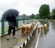  ?? PTI ?? A shepherd walks his herd of sheep on an empty street in Srinagar on Sunday, the 51st day of the ongoing curfew and strike. —