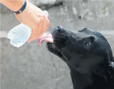  ?? ANTONIO PEREZ/CHICAGO TRIBUNE ?? Prince the dog has a drink of cool water during a hot day at the South Shore Cultural Center in 2016. Officials recommend having a plan in place to ensure needs such as food and water are available for family pets in the case of an emergency.