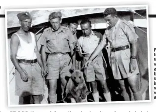  ??  ?? Paw hero: Wojtek was adopted by Polish soldiers in Iran when he was just a cub