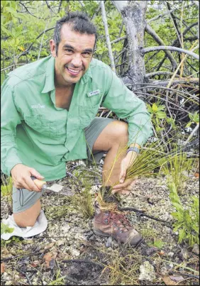  ?? Steve Macnaull photo ?? Frost Museum of Science curator of field conservati­on Fernando Bretos plants cord grass in the mangrove along the Oleta River in Miami.