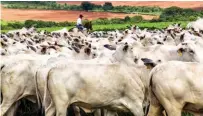  ??  ?? RELEVâNCIA GLOBAL O Brasil está entre os maiores produtores e exportador­es de carne bovina do mundo