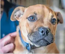  ?? Photos: JOHN KIRK-ANDERSON/FAIRFAX NZ ?? SPCA Canterbury and the Christchur­ch City Council will hold two ‘‘welfare clinics’’ this year to help dog owners who are financiall­y struggling to do right by their pets.