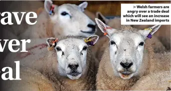  ?? ?? > Welsh farmers are angry over a trade deal which will see an increase in New Zealand imports