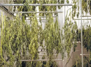  ?? Photos by Vernon Bryant / Dallas Morning News ?? Branches of cannabis plants hung to dry at Compassion­ate Cultivatio­n are legal to be grown by the state-licensed medical cannabis company, which extracts cannabidio­l oil for patients with epilepsy.