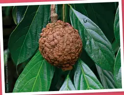  ??  ?? Chaulmoogr­a (Hydnocarpu­s wightianus) is an evergreen tree found commonly in the rainforest­s of South India