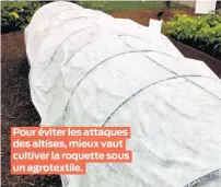  ??  ?? Pour éviter les attaques desaltises,mieuxvaut cultiver la roquette sous un agrotextil­e.