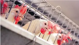  ?? THE ASSOCIATED PRESS ?? Chickens huddle in cages at an egg processing plant in California. Egg Farmers Canada said Friday its members will stop installing any new convention­al chicken housing and start transition­ing to new alternativ­es.