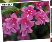  ?? ?? WEIGELA